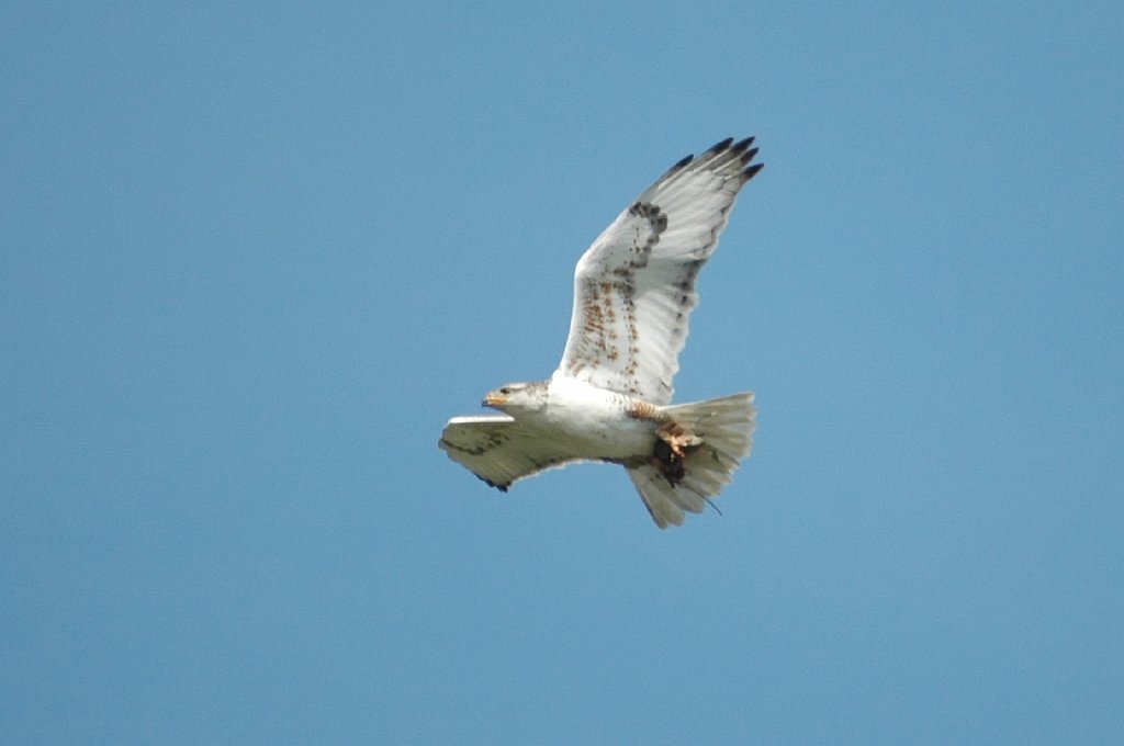 Hawk, Ferruginous, 2005-05310725 Whyoming.JPG